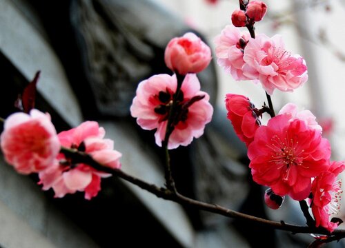 朱砂梅花什么时候剪枝合适