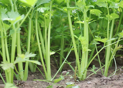 芹菜多久浇一次水