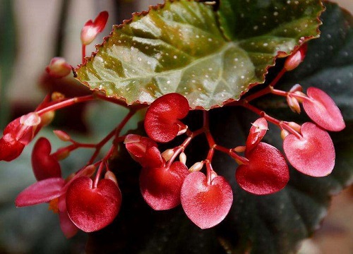 竹节海棠多久浇一次水