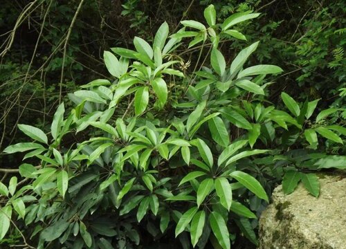 鹅掌木多久浇一次水