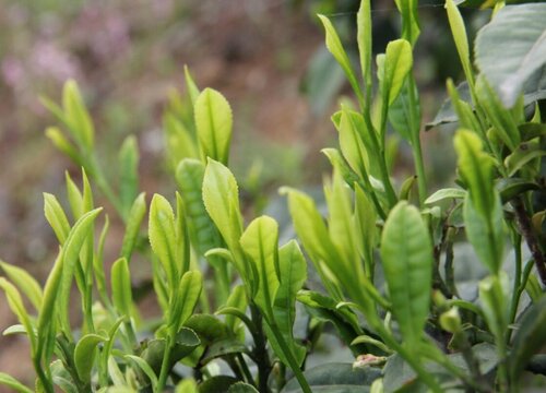 茶树多久浇一次水