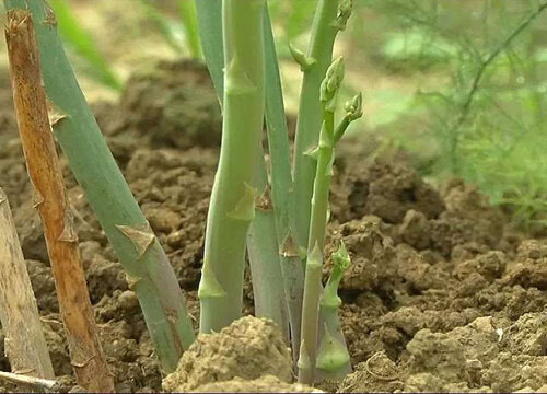 芦笋种植条件 适宜种植地区要求