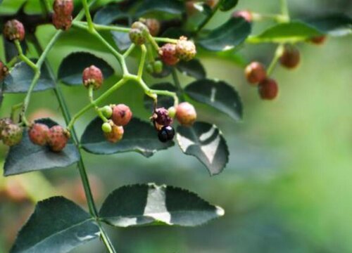 花椒种植条件 生长条件和环境