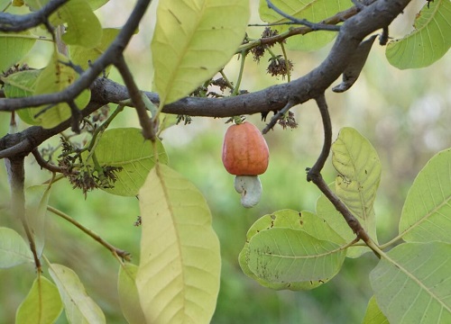 腰果种植条件 适合在什么环境种植