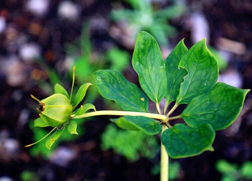 滇重楼种植条件 栽种环境要求