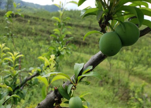 蜂糖李种植条件 种植区域气候与气温要求