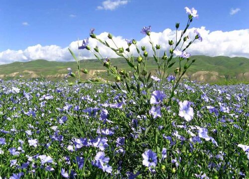 亚麻种植条件 种植地区气候条件