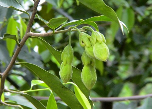 沉香的种植条件 适合什么地方种植