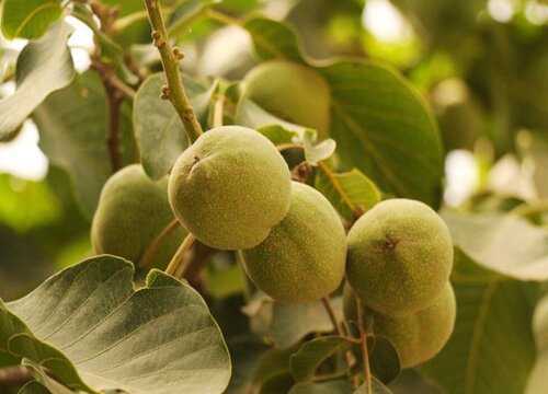 核桃树种植条件和效益 生长环境要求