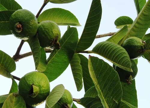 菲油果几年结果实