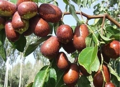 红枣种植条件 适合种植在什么地方