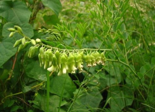 苦参种植条件 种什么地方合适