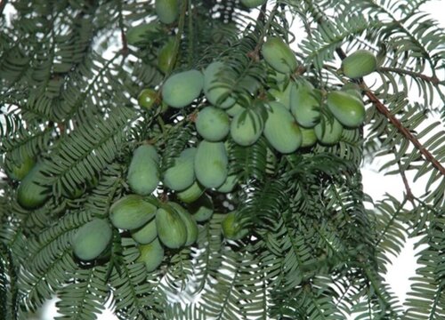 香榧树种植条件 适合生长的气候条件