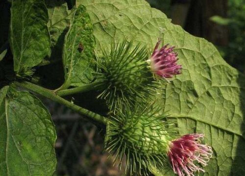 牛蒡种植条件 适合什么地方种植