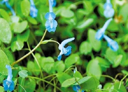 元胡种植条件 种植区域的气候要求