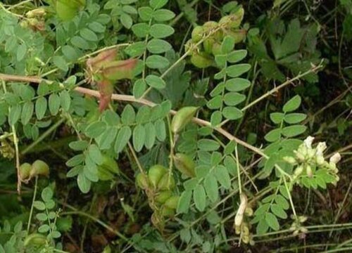 黄芪的种植条件 种植地方的气候条件