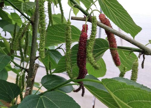 果桑种植条件 适合种植区域气候