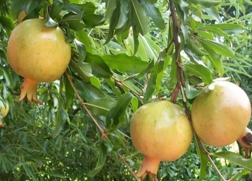 石榴种植条件和区域 适合生长地方的气温要求