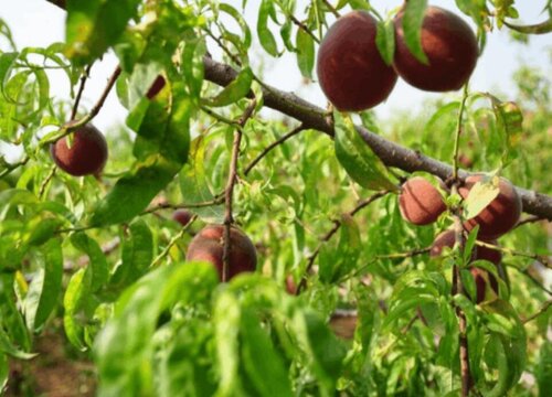 黑桃种植条件 适合哪些地区种植