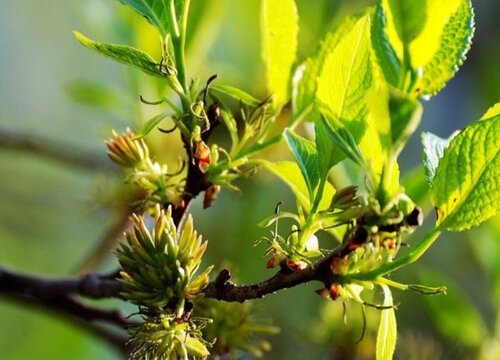 杜仲种植条件 什么地方可以种