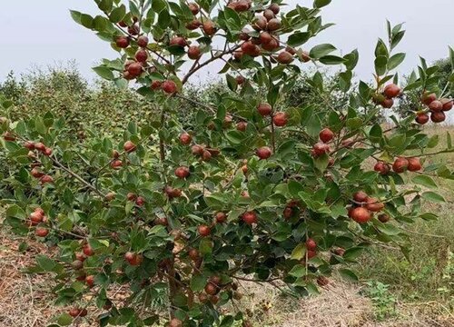 茶子树几年结果实