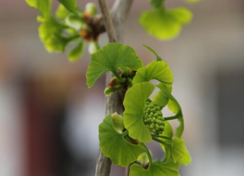 银杏种植条件和区域