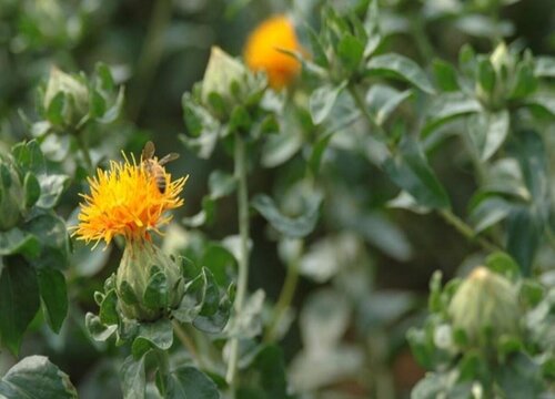 红花种植条件和环境要求 适合种植的地方