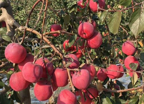 红肉苹果种植条件 适宜的种植地区