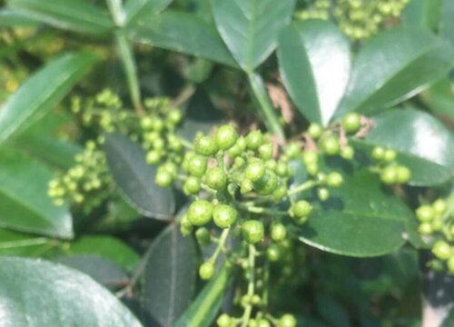 青花椒种植条件 种植适宜的气候