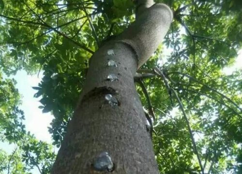 雪燕树种植条件 生长在什么地方