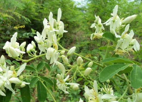 辣木种植条件 适合在哪些地方种植