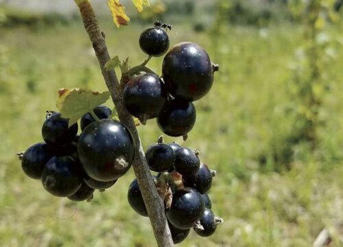 黑加仑种植条件 适合什么地方种植