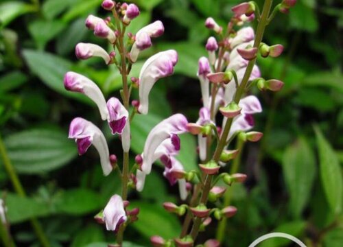 黄芩种植条件 适合什么地方种植