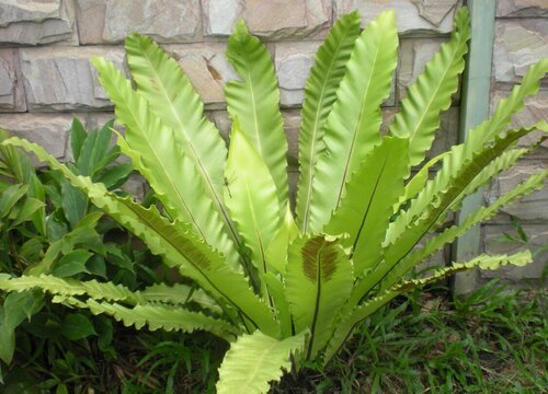 山苏的种植条件 适合种植在什么地区