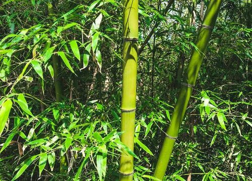 竹子种植条件 适合种植地区的环境