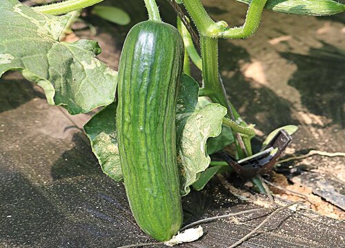 黄瓜种植条件和区域 对生长环境的要求