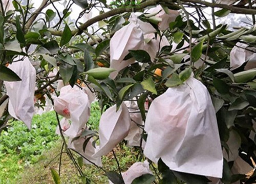 耙耙柑种植条件和气温 适应哪里种植