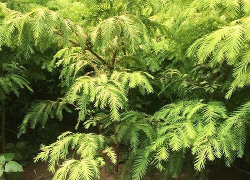 水杉种植条件与生长环境 种在什么地方好